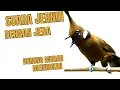 Download Lagu masteran burung cililin dengan jeda air mengalir