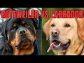 Rottweiler vs Labrador