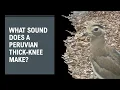 Download Lagu What sound does a Peruvian Thick-knee make? @papaatthezoo