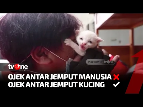 Petualangan Seorang Pengantar Jemput Kucing