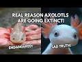 Real Reason Axolotls Are Going EXTINCT