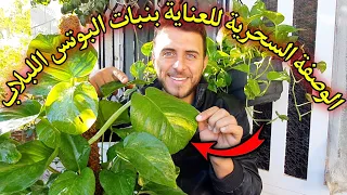 إجعل نبات البوتس   اللبلاب ينمو بسرعة وبكثافة وبوقت قصير ويكون صحي من غير احتراق و ذبول اوراق  دندنها