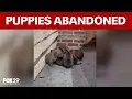 Another litter of abandoned puppies discovered in Philly
