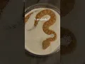 Download Lagu Baby Sand Viper Vs Adult in sprinkles! #sandviper #snakes #reptiles #justababy #babyanimals