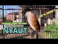 Download Lagu burung cendet gacor FULL MATERI MEWAH BUAT PANCINGAN CENDET AGAR BUNYI jadikan BURUNG PENTET GACOR