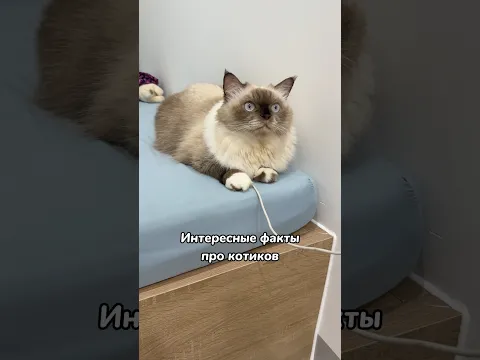 Интересные факты про котиков ❤️