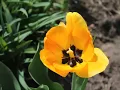 Visit Darlington WI The Pearl of the Pecatonica