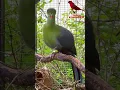Download Lagu Turaco Pipi Putih | Kicau Burung | Burung Kandang Burung