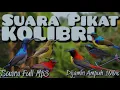 Download Lagu Mp3 suara burung sogon/Kolibri rame 💯 persen berhasil