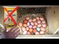We Switched Chicken Feed Heres what Happened