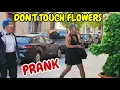 Lagu BUSHMAN PRANK SPECIAL: The Flower Trap in 2025