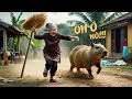 Download Lagu Capybara và Bà Làng Quê Bất Ổn