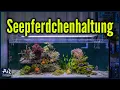 Download Lagu Sollte man Seepferdchen im Aquarium halten? | AquaOwner