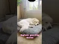The truth about owning a Great Pyrenees Dog Owner s Perspective