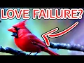 Cardinals Symbolism and Spiritual Meaning