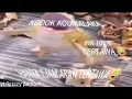 Download Lagu KODOK ACUMALAKA 1 JAM...