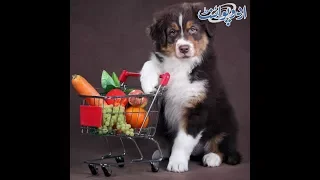 Why Do Dogs Eat Grass گدھے اور گھوڑے کو تو گھاس کھاتے دیکھا تھا لیکن کتے گھاس کیوں کھاتے ہیں  Why Do Dogs Eat Grass گدھے اور گھوڑے کو تو گھاس کھاتے دیکھا تھا لیکن کتے گھاس کیوں کھاتے ہیں