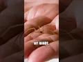 FREE-HANDLING a Brown Recluse