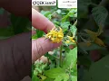 🍅Domates 💐Çiçeği #shorts #viral #trending #youtubeshorts #short #shortvideo #funny c0077