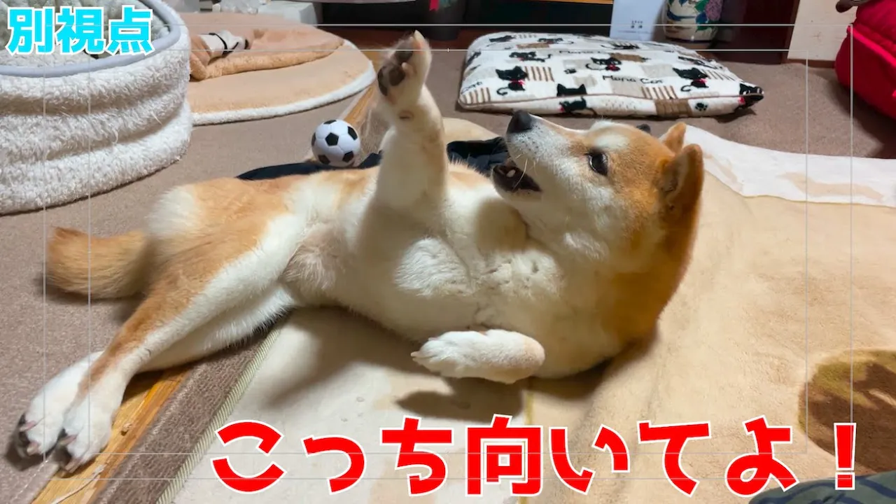 絶對飼い主の氣を引きたい柴犬(別視點動畫)