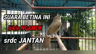 Download Pancingan SRDC Betina BIKIN jantan AUTO nyaut Gacor Emosi MP3