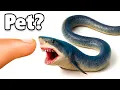 Buying the Scariest Shark I ve Ever Owned Off The Web