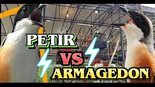 masteran cendet petir vs armagedon