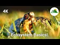 Ecosystems Episode 1 What is an ecosystem