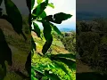 Download Lagu urang nu ngalakonan...