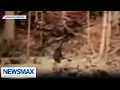 NEW sighting of Bigfoot raises a few questions Eric Bolling The Balance