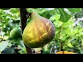 Download Lagu Super Early Fig Varieties | First of the Main Crop Figs Ripening without a Headstart