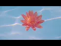 Nina Nesbitt - Somebody Special (Official Audio)