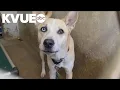 Austin Pets Alive received 50K grant to create Hays County Pet Resource Center