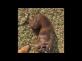 Off Leash Recall With Roxie The Boxer - Dog Training 2017