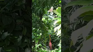 Amazing Slow Motion Butterflies #shorts