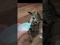 Download Lagu Cat and Kitten Tandem #catandkitten #funnycat #shortvideo