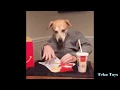 Funny dog s gifs comilation Best dog gifs