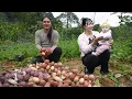 Lagu Harvesting Fresh Radishes and Taking Them to the Market | Farm Life. SURVIVAL ALONE