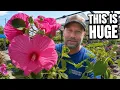 These Perennials Stopped Me in Their Tracks at Lowe s