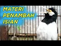 Download Lagu Pancingan Jitu untuk Jalak Suren Malas Bunyi (Terbukti Ampuh)
