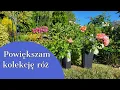 Download Lagu POWIĘKSZAM KOLEKCJĘ RÓŻ 🌹 DLACZEGO PRZENOSZĘ RÓŻE NA NOWE MIEJSCA 🦋🐞🐧
