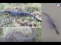 More alligators in the Brazos TPWD says what to do if you spot a gator