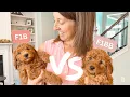 Which Goldendoodle Generation Is Right For You