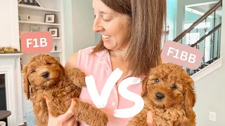 Which Goldendoodle Generation Is Right For You
