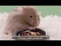 Food From the Wild Natural Snack Hamster and Gerbil
