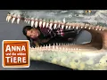 Download Lagu Die gigantischen Meeressaurier | Reportage für Kinder | Anna und die wilden Tiere