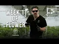 Week 1 of the Cannabis Flowering Period Week-by-Week Guide with Smokey Okies