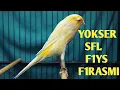 Lagu MATERI YOKSER TKF 25, SFL,  F1YS, F1RASMI   !!!   MONGGO DI GAS BOS Q