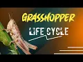 Grasshopper A life The life cycle of a Grasshopper