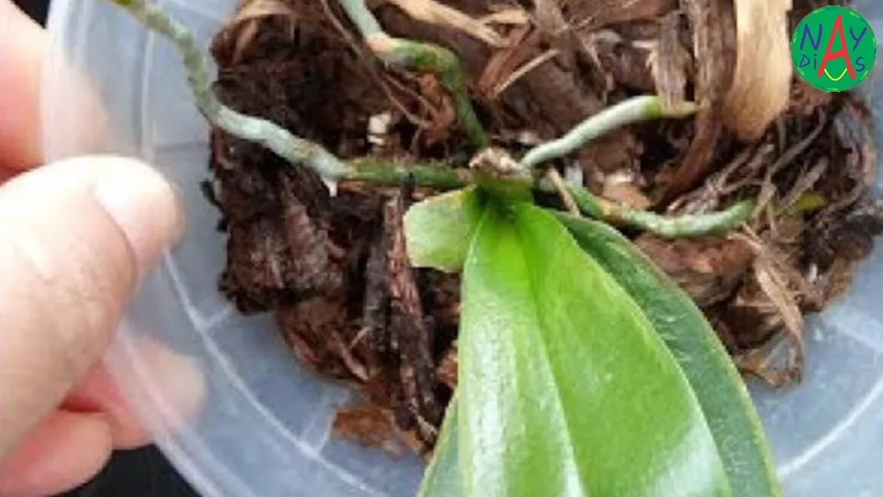 ENRAIZADOR EXCELENTE P/ORQUÍDEAS#RAÍZES SUCULENTAS EM POUCO TEMPO@ORGÂNICO
